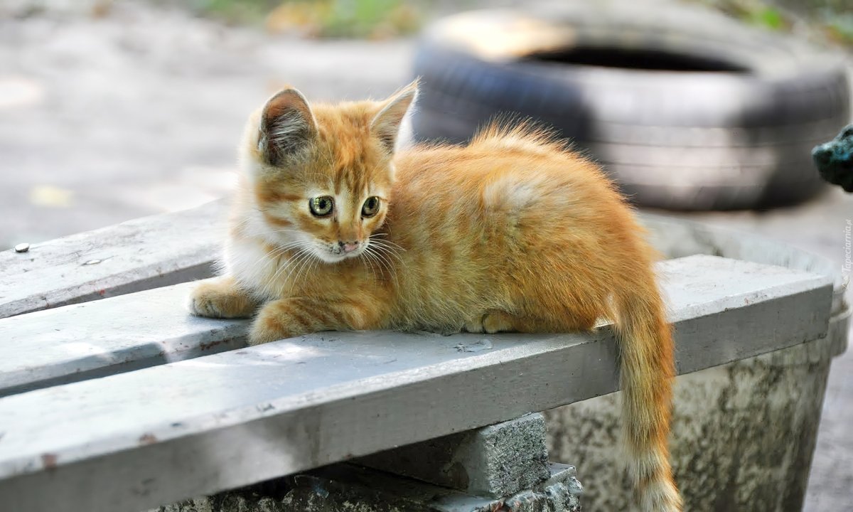 Черный кот осень