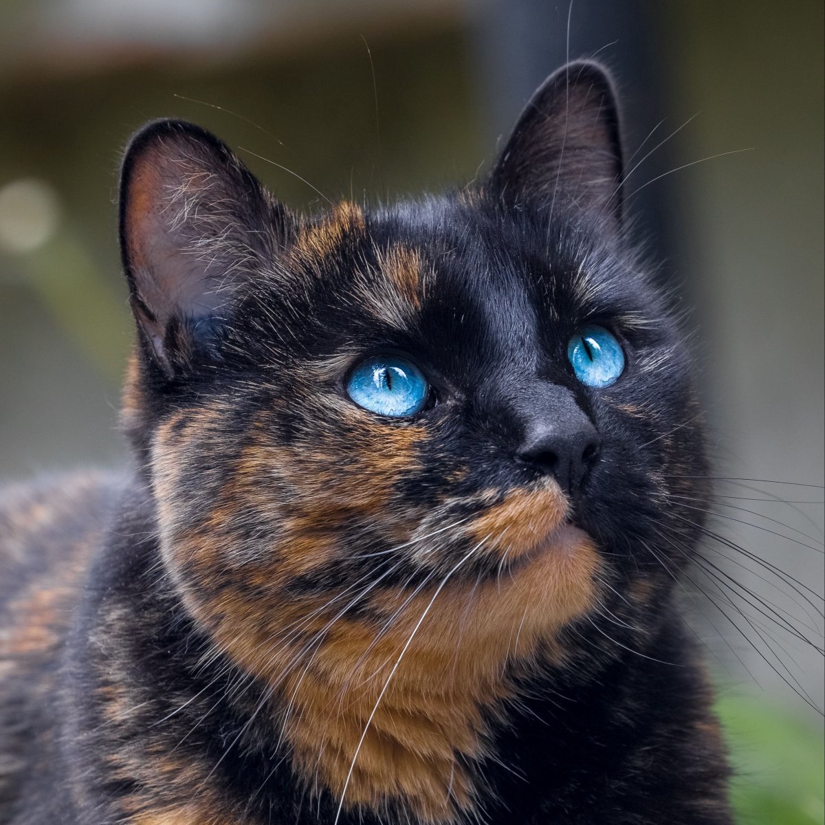 Британская черепаховая кошка