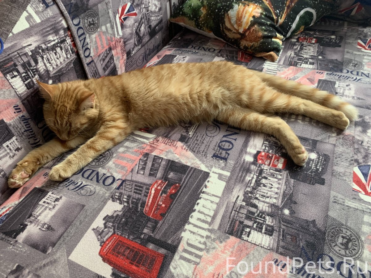 Кошка трехцветная пестрая