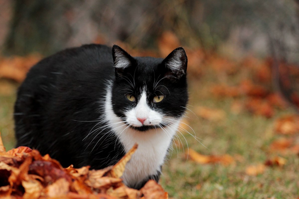Осенний кот черно-рыжий