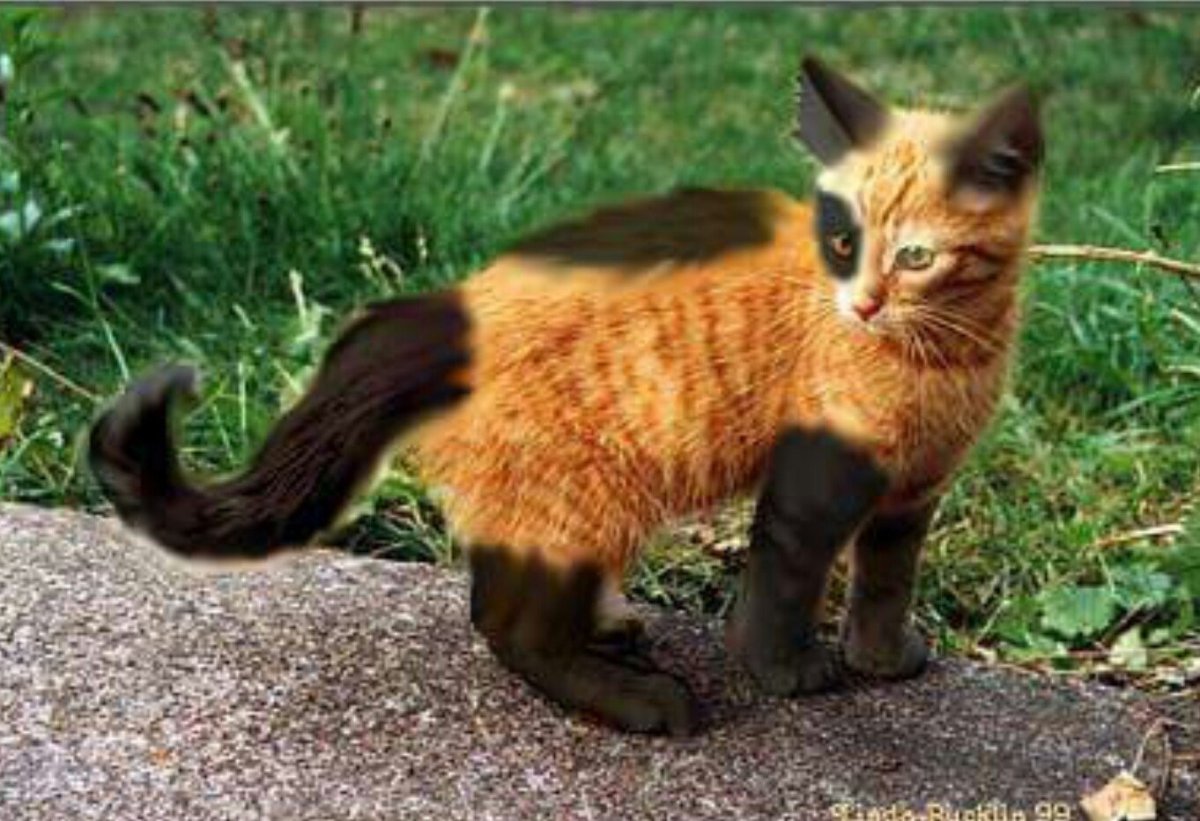 Кошка Венера Химера