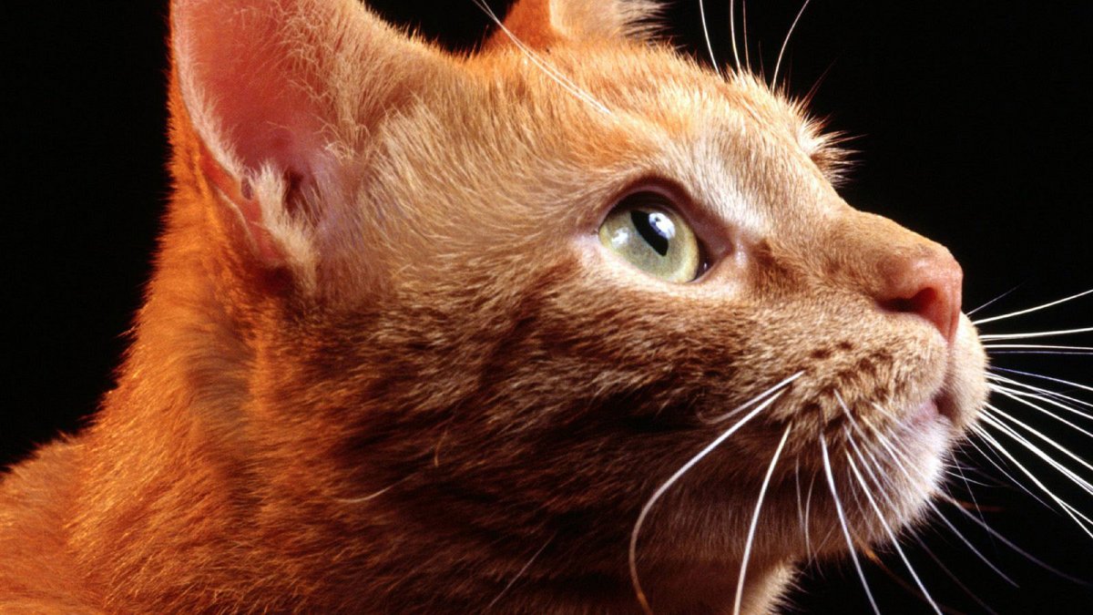 Рыжий кот 1 морда