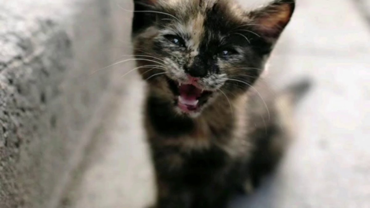 Трёхцветная бролячая кошка