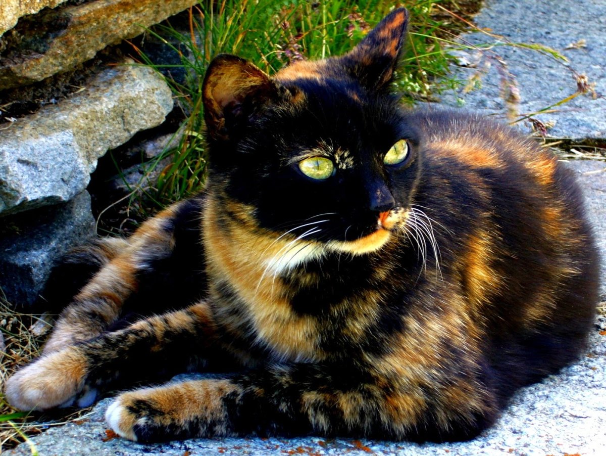 Необычные расцветки кошек