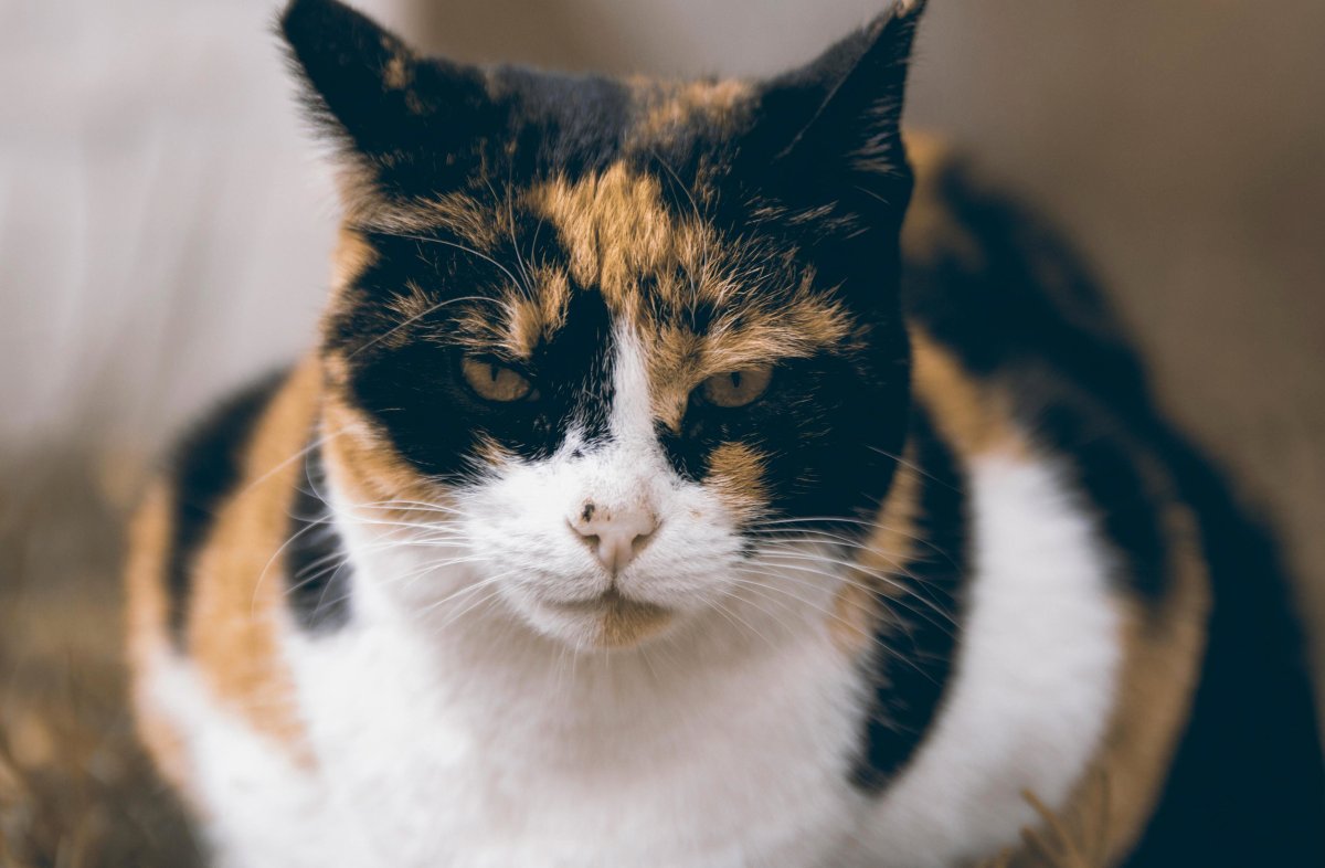 Пестрая кошка