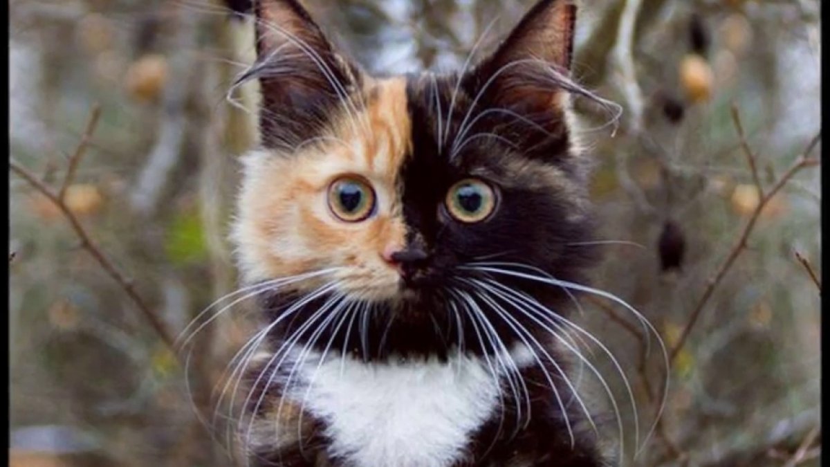 Черная кошка с рыжими глазами