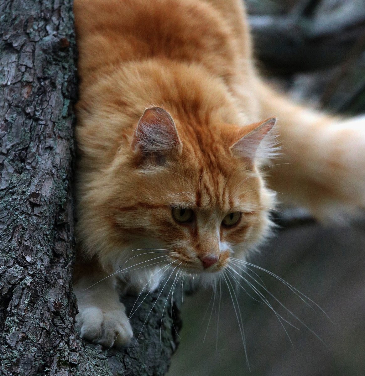 Кошка трехцветная пестрая