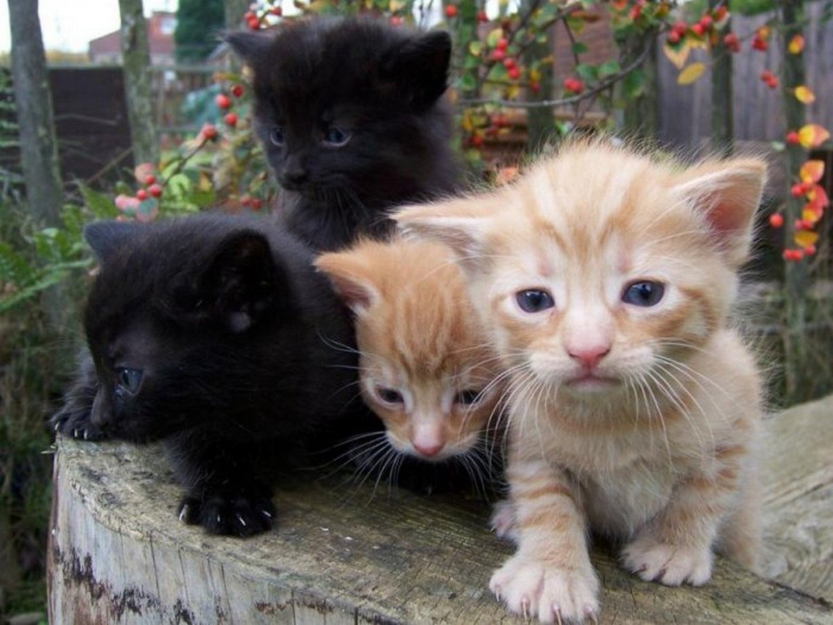 Черно рыжая черепаховая кошка