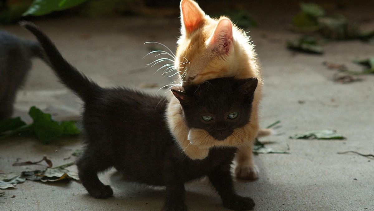 Кошка осень