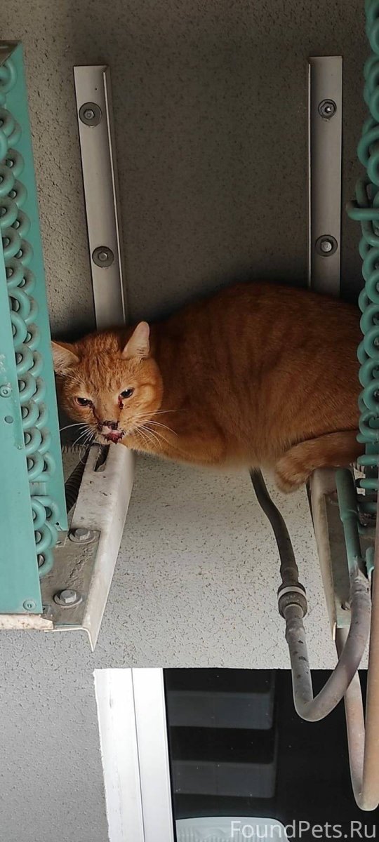 Огненно рыжий кот с зелеными глазами порода