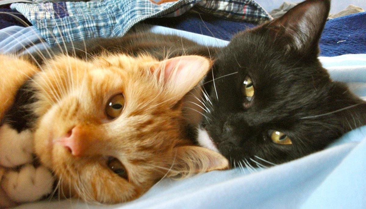 Черный и рыжий котенок