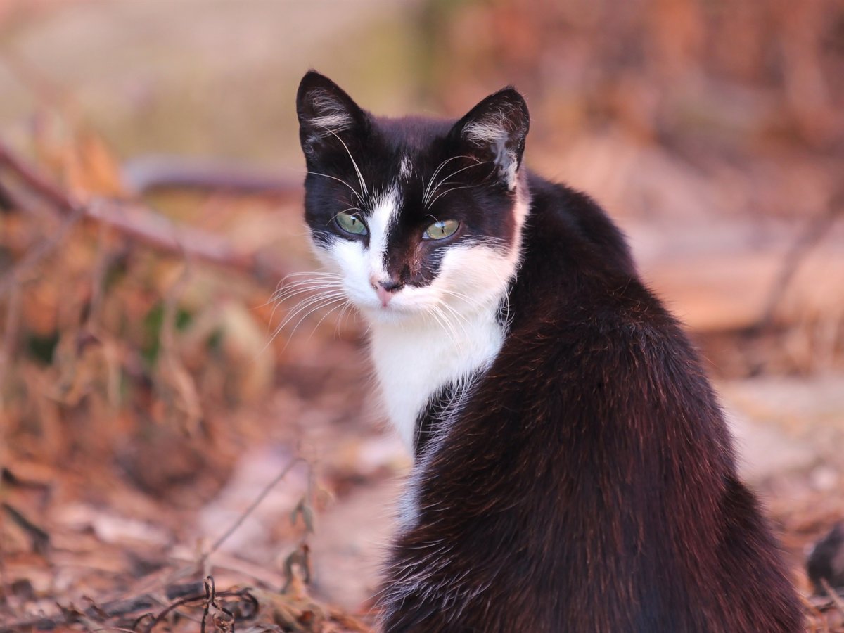 Рыжий кот обои