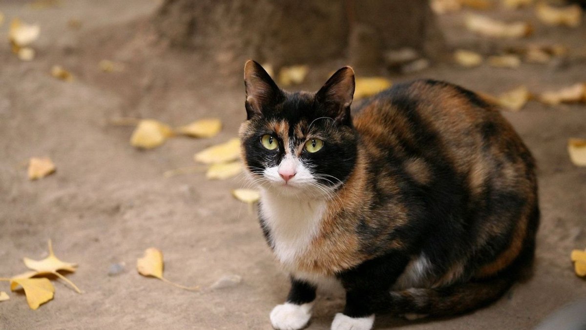 Рыжий и черный кот