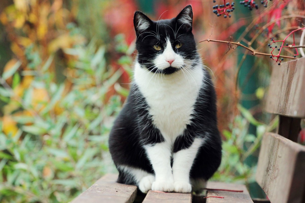 Кот под кустом спит