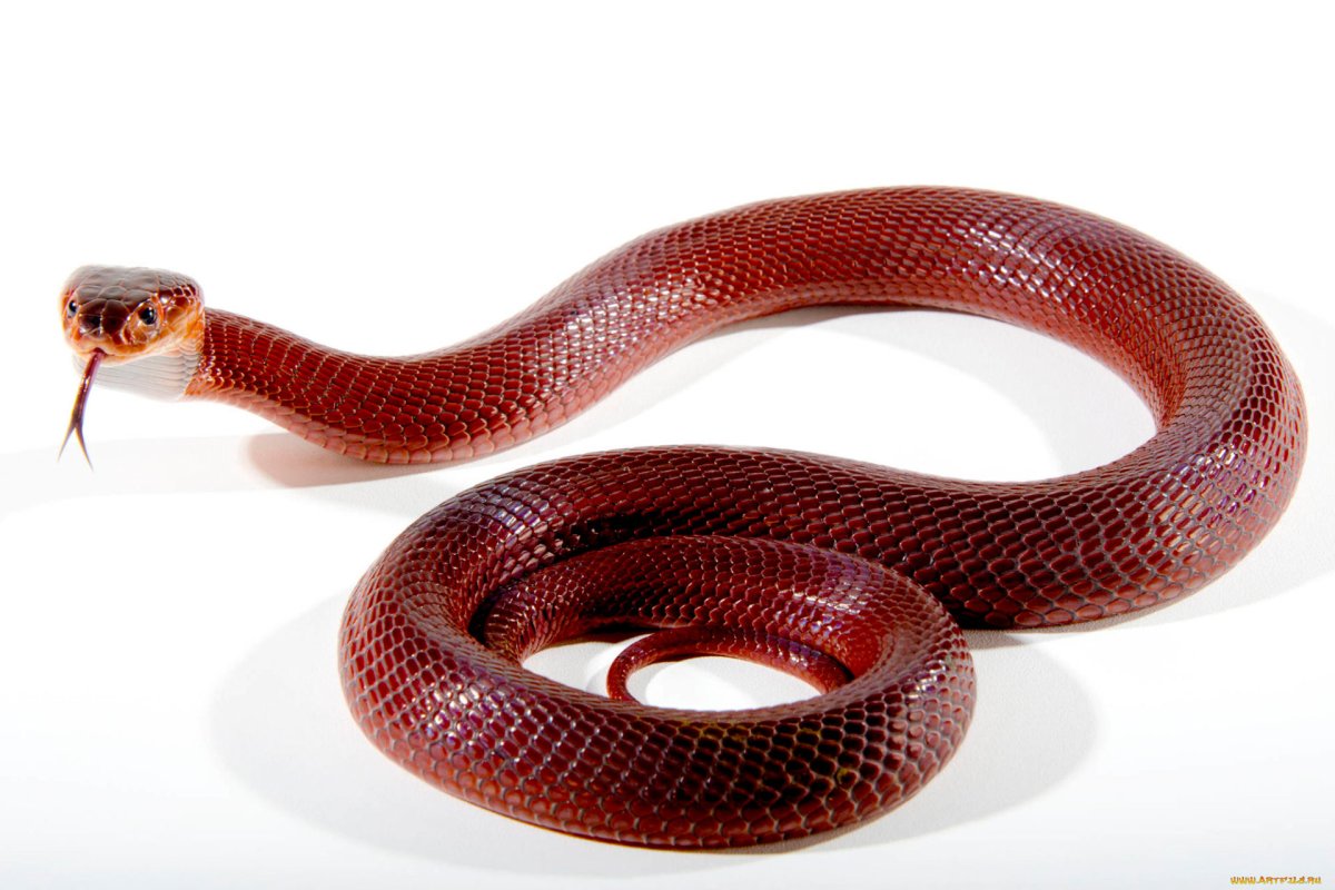 Оранжевый полоз змея