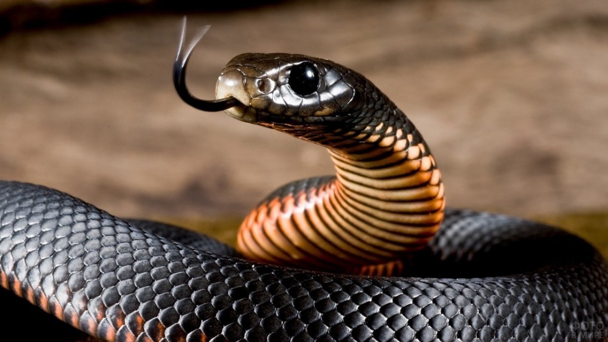 Василиск арт фэнтези змей