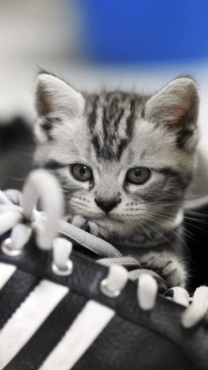 Кот в кроссовках