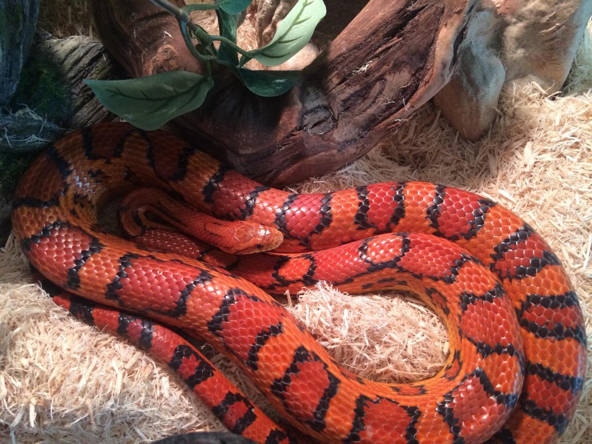 Ошейниковая Кобра