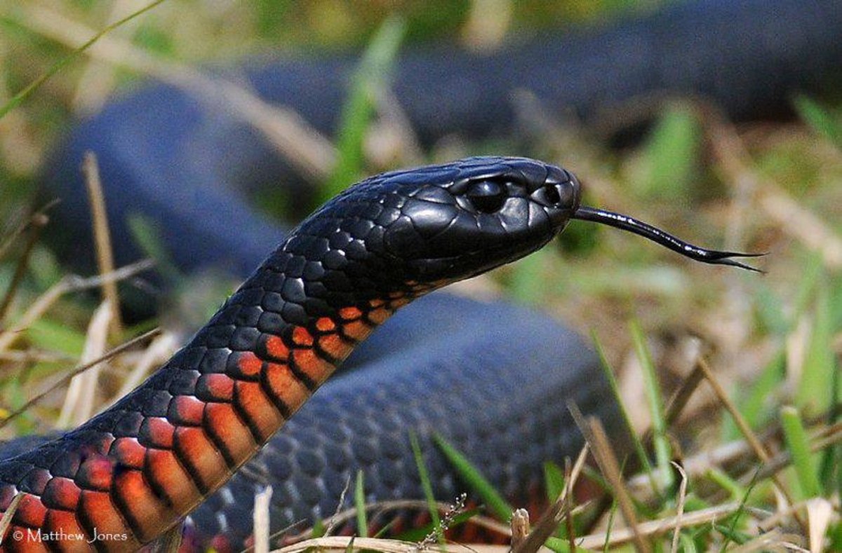 Змеи питон черный