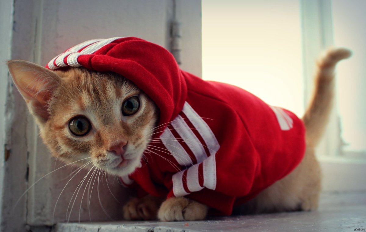 Крутой кот в шапке