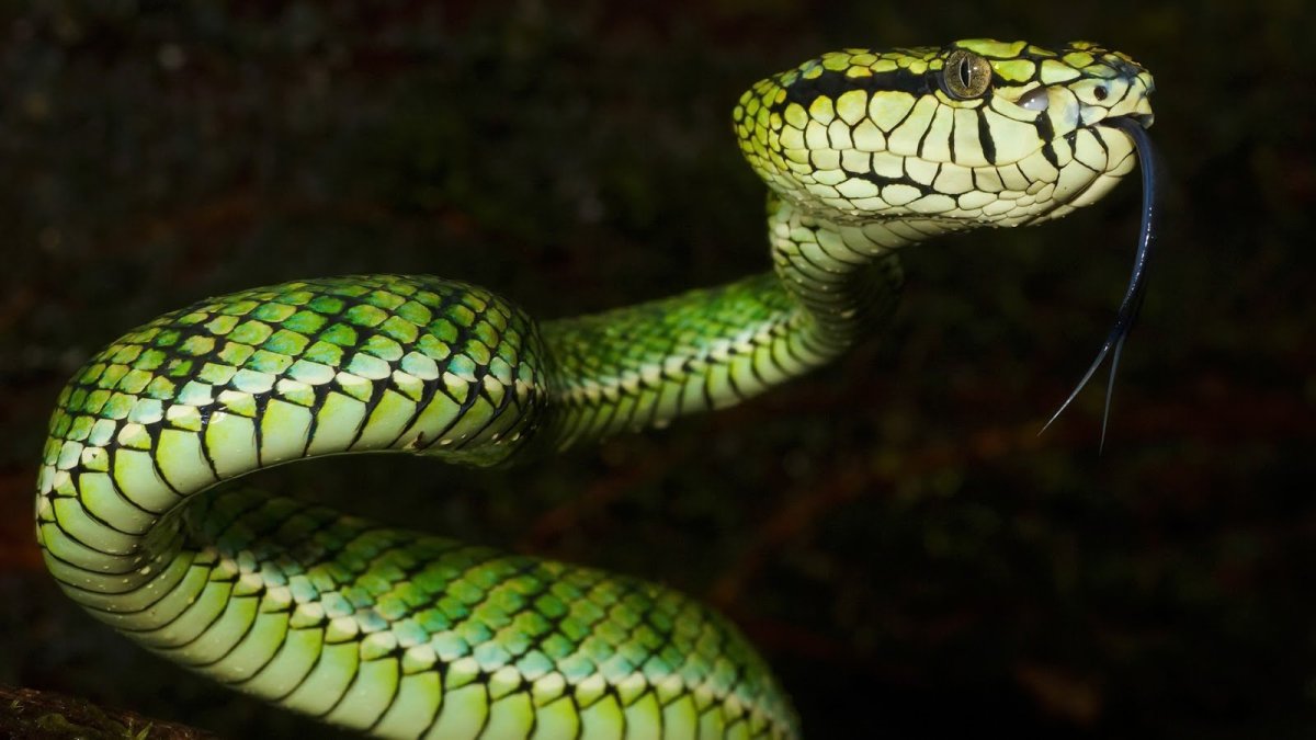 Малахитовая Кобра