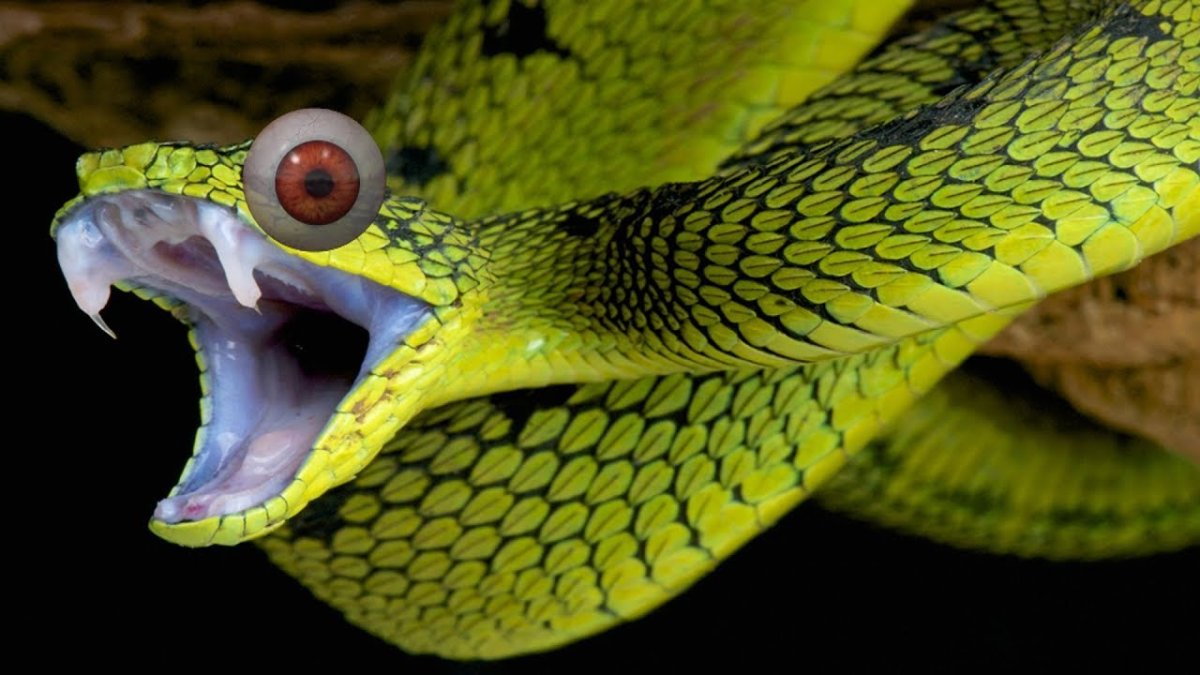 Куфия Поупа змея