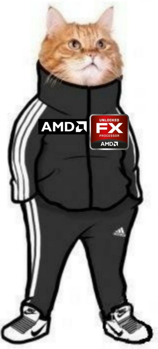 Кот в адидасе