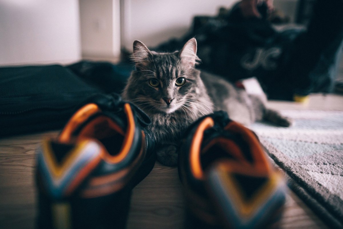 Кот в кроссовках