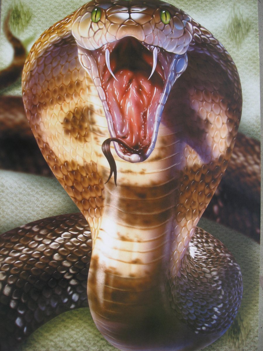 Краснобрюхий Аспид