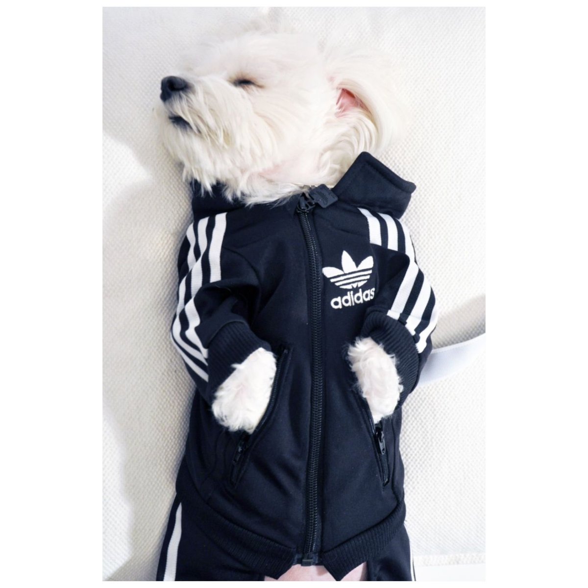 Заяц в адидасе