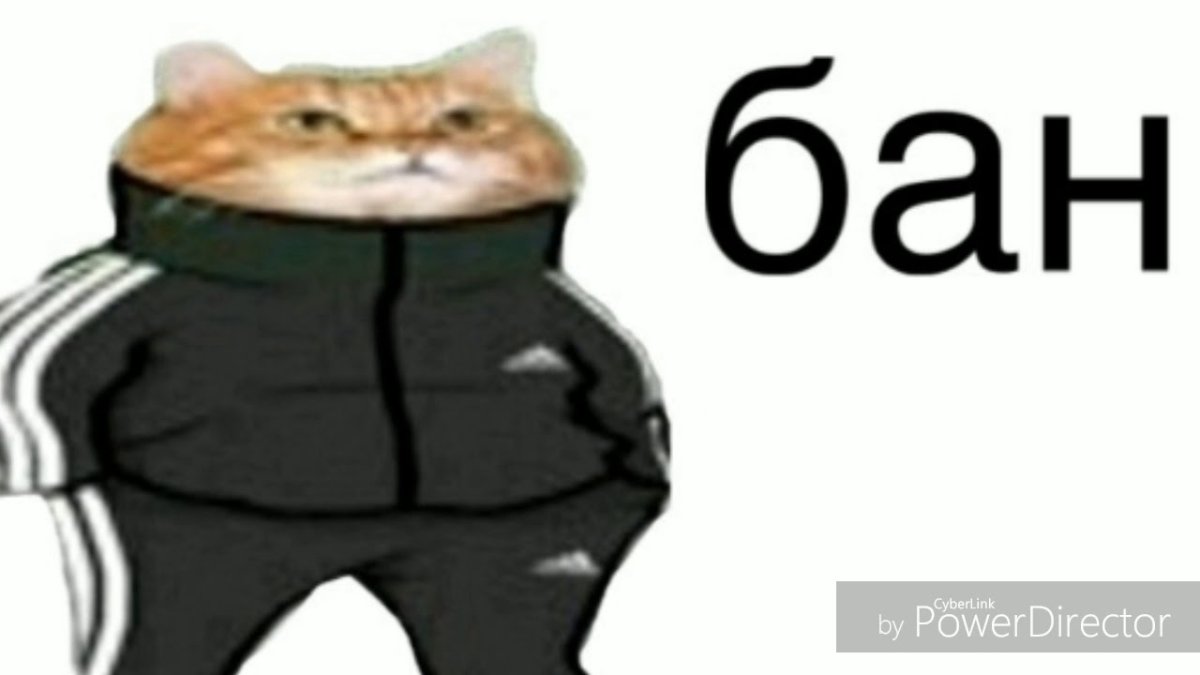 Персонажи мультфильмов в адидасе