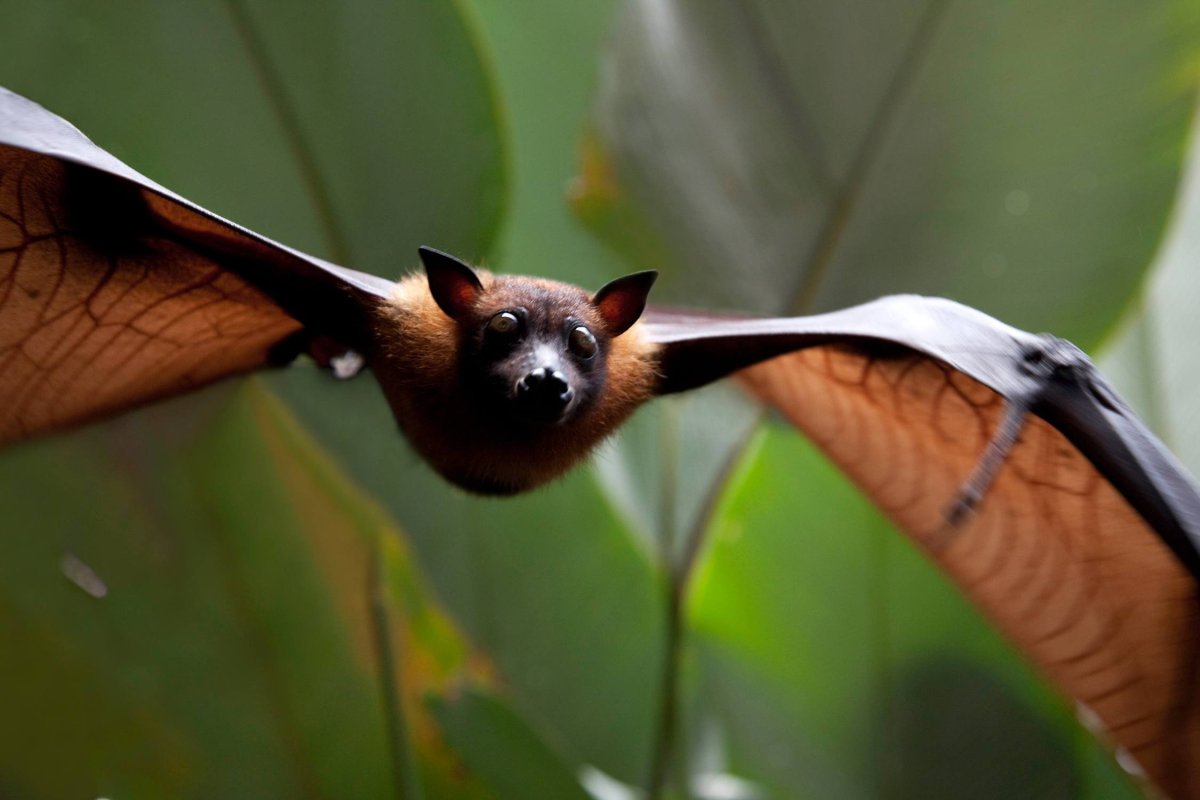 Мадагаскарский крылан