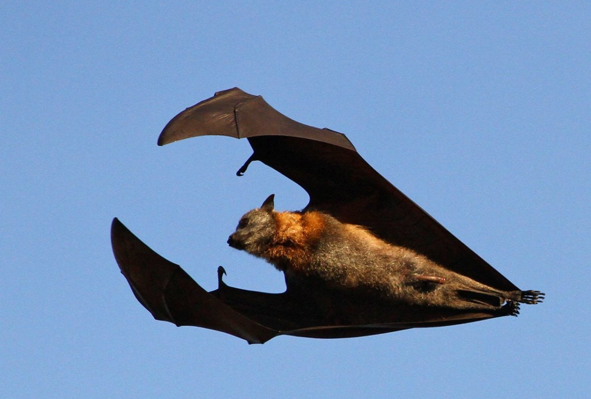Длиннохвостый крылан