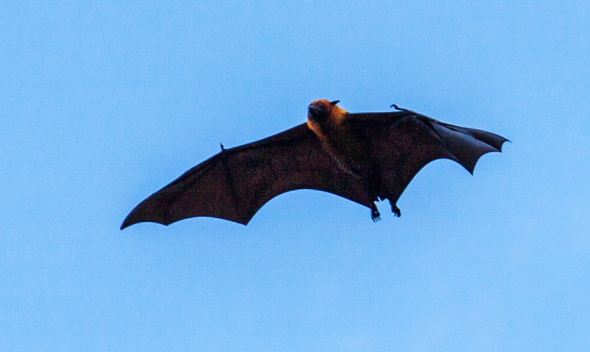 Летучие лисицы на Сейшелах