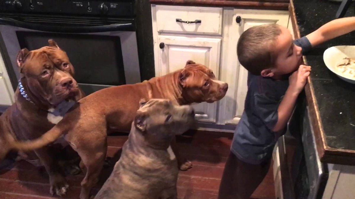 Питбуль Халк