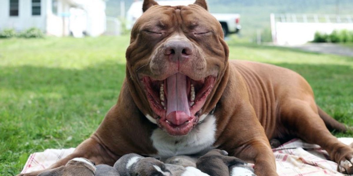 Питбуль Халк вес и рост