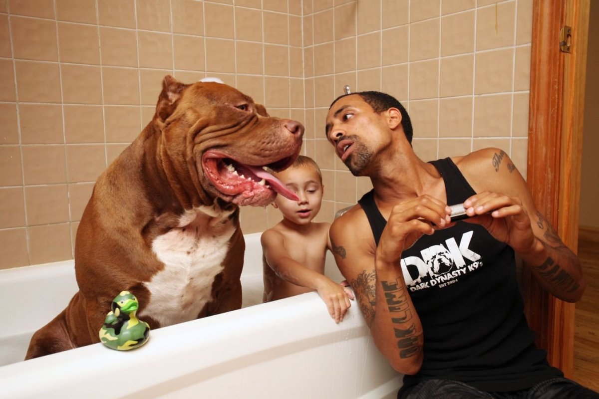 Стаффордширский терьер Халк