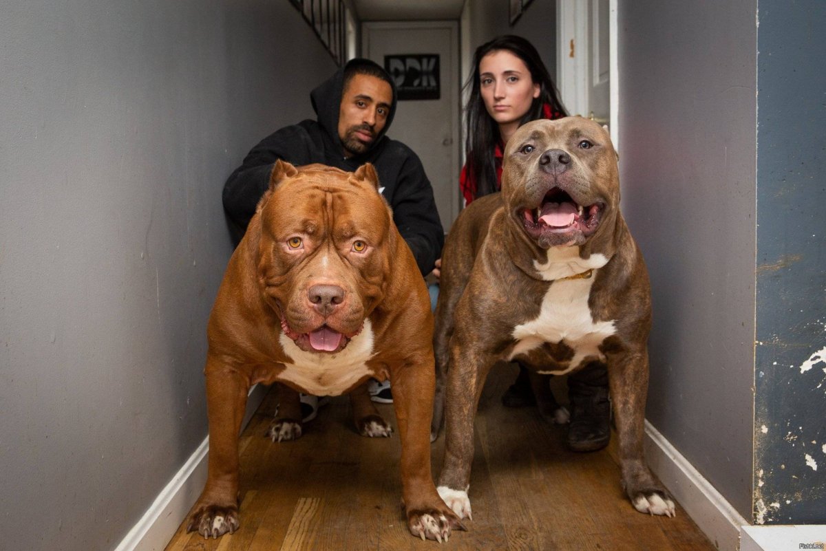 Питбуль Халк вес