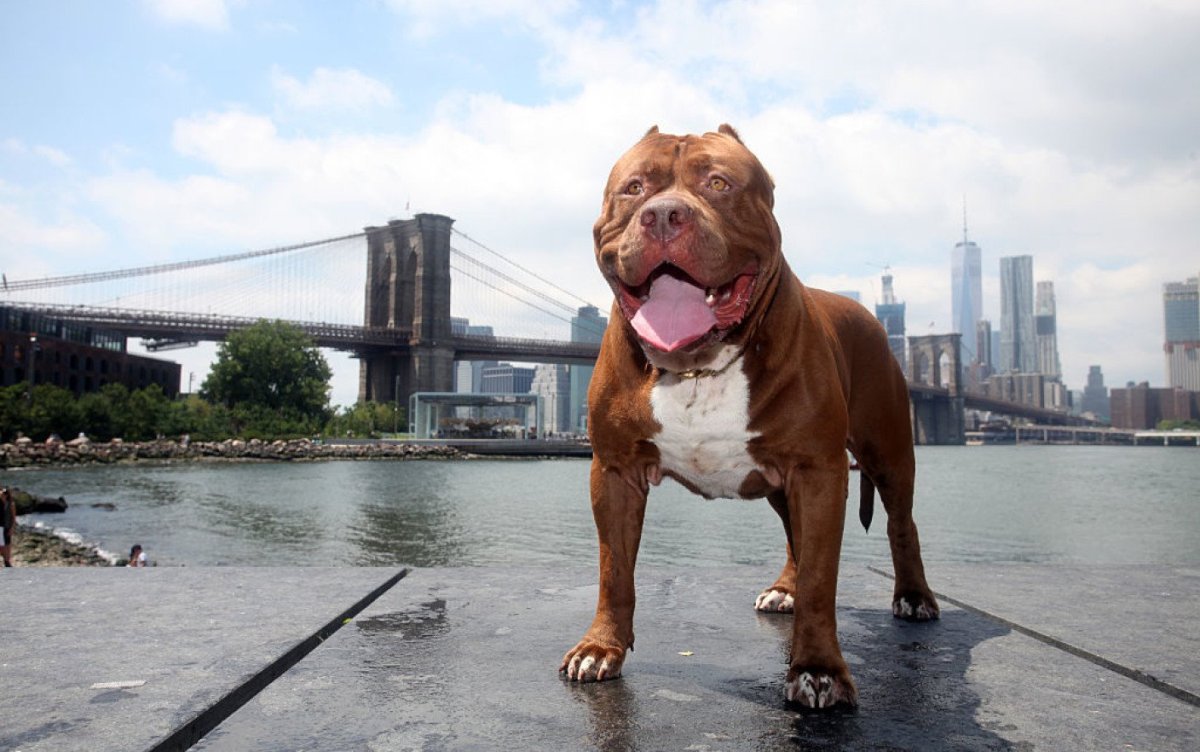 Питбуль Халк