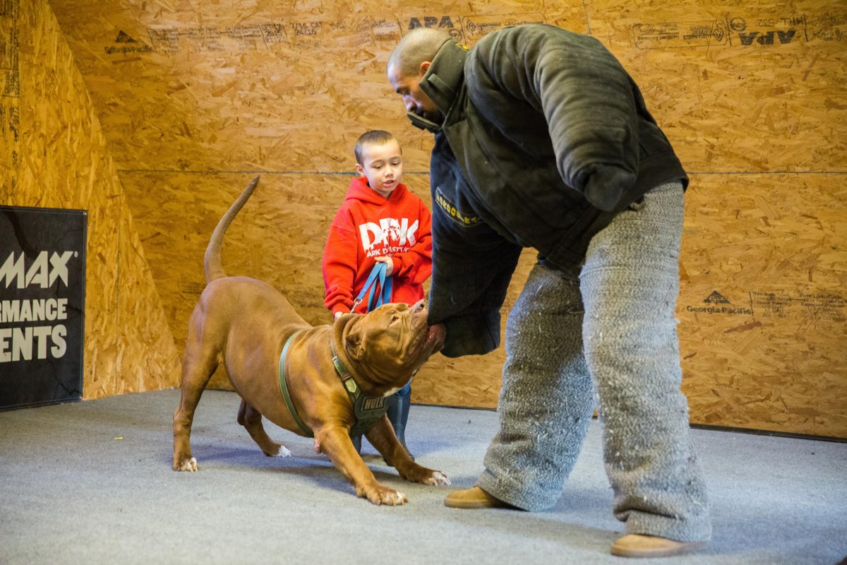 Питбуль ханк и булочка