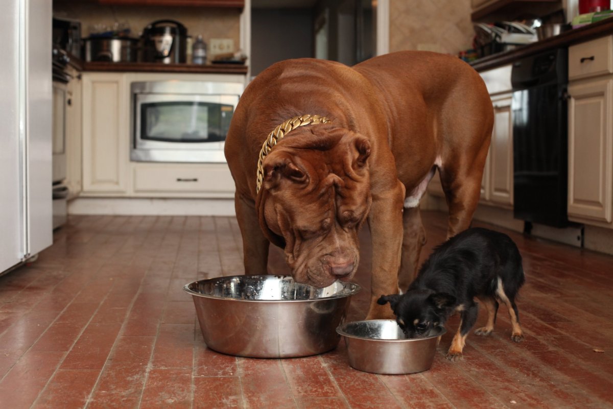 Самый большой питбуль в мире Халк