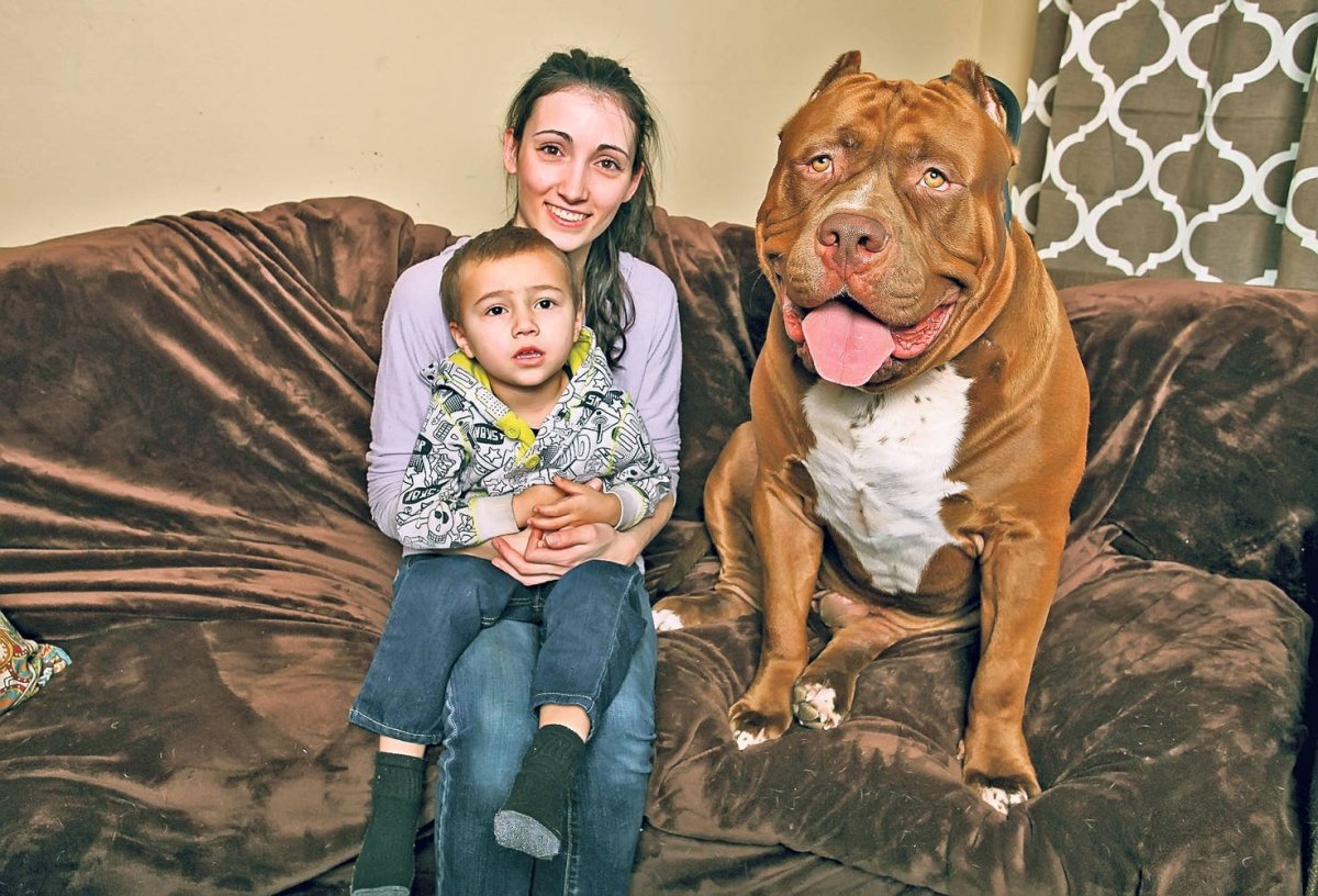 Дог Династия