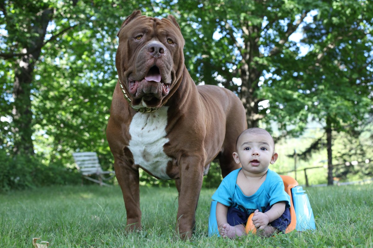 Американский питбультерьер Халк