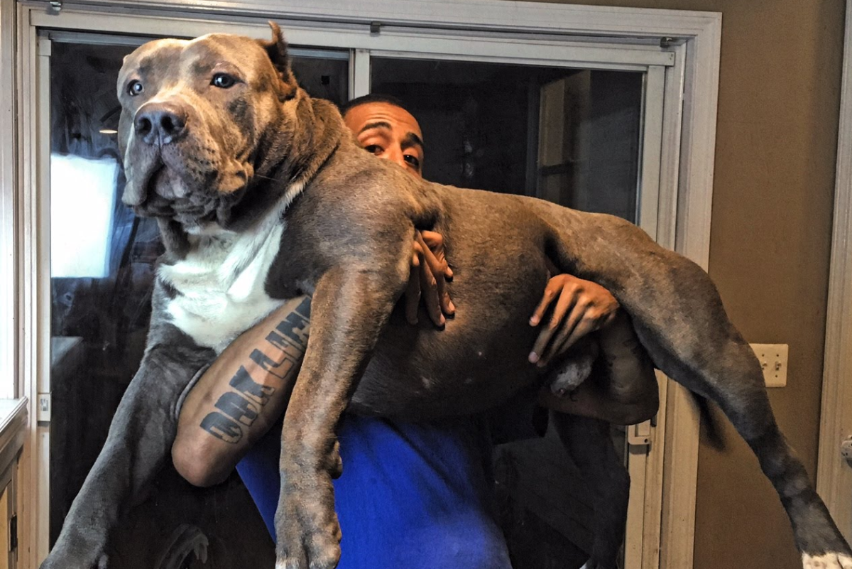 Самый большой питбуль ха