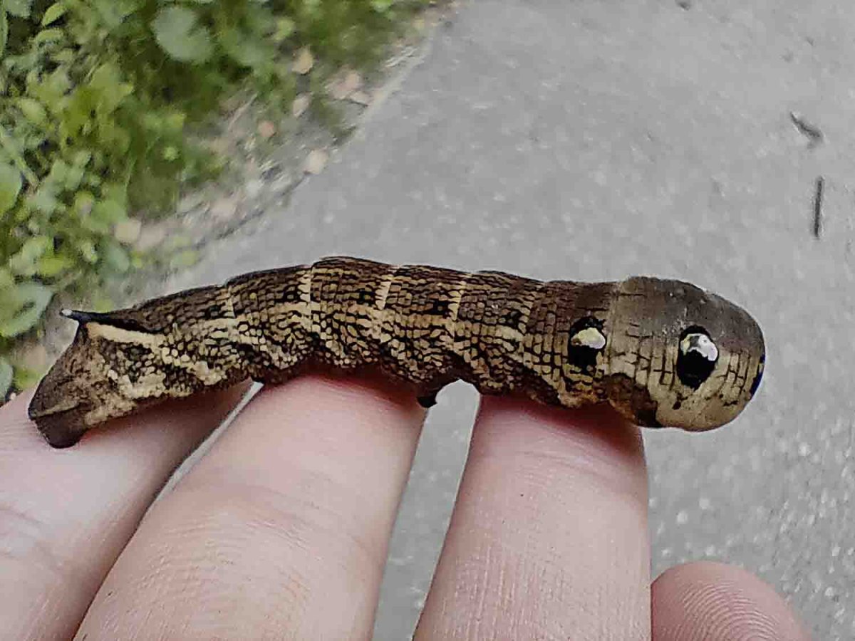 Большая гусеница с шипом на хвосте