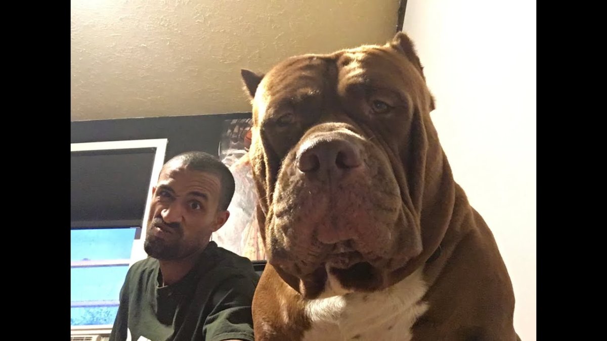 Питбуль Халк