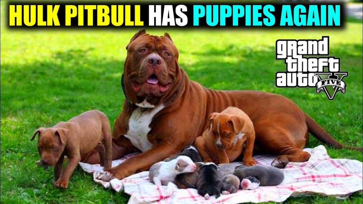 Питбуль Халк вес