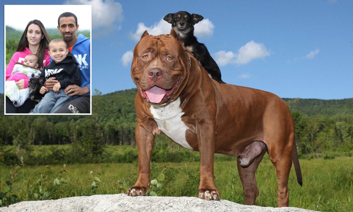 Самый большой питбуль в мире Халк