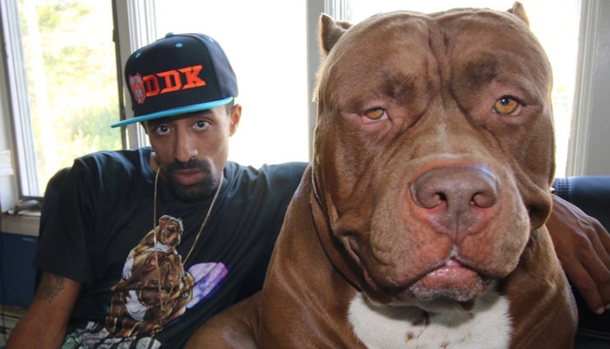 Американский питбультерьер Халк