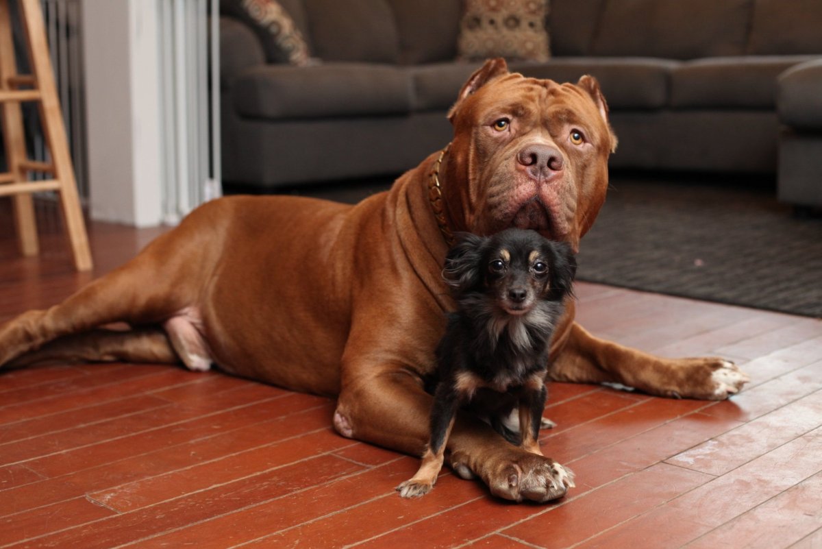 Самый большой питбуль в мире Халк